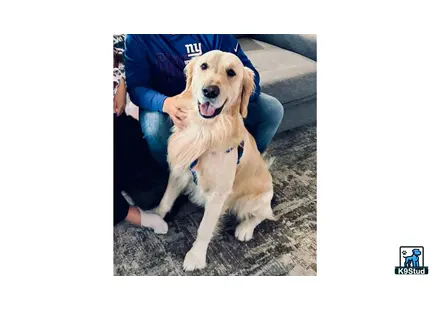 a golden retriever dog sitting on a persons lap